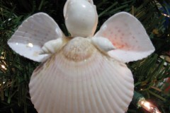 scallop-angel