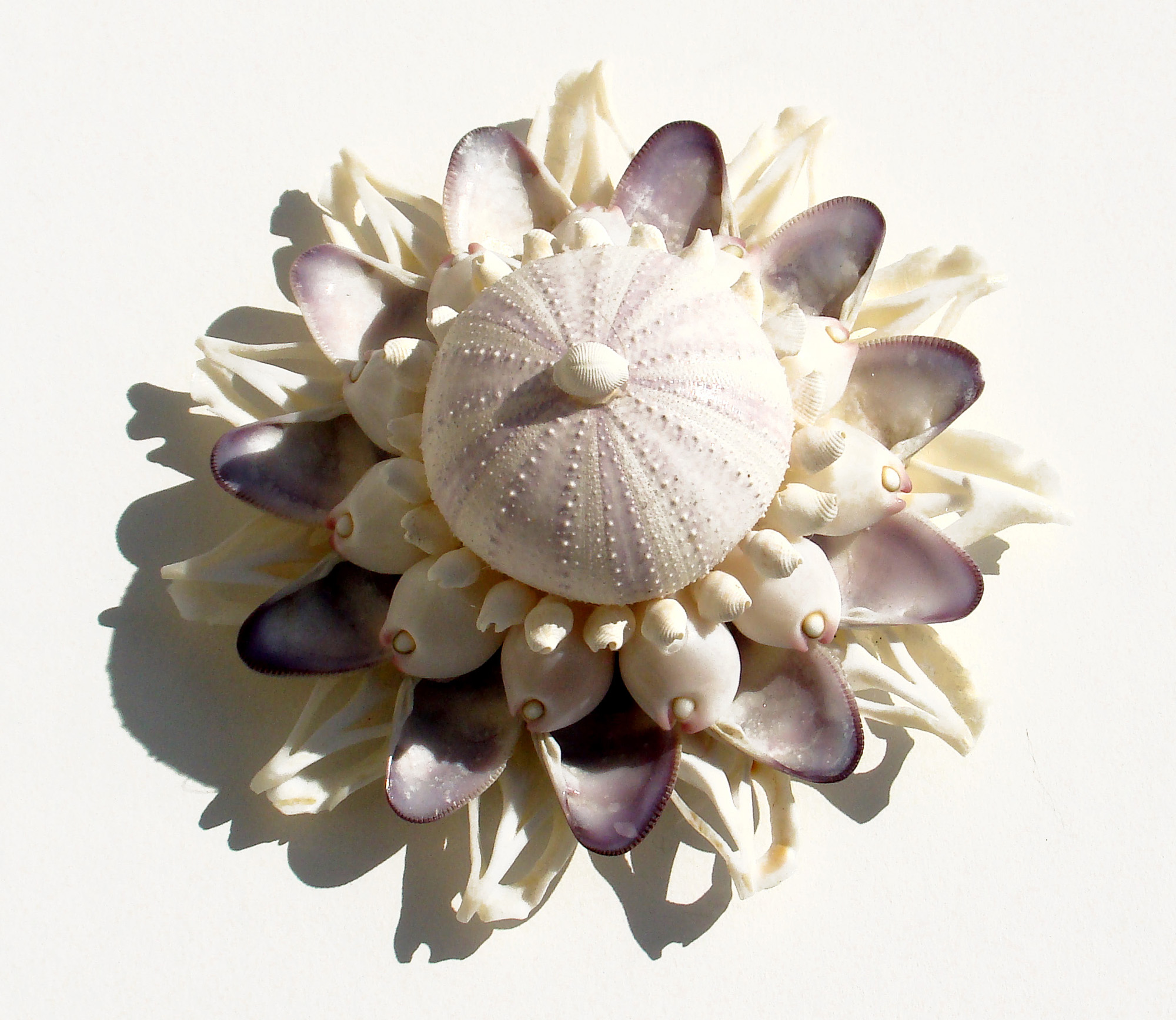 white-shell-blossom-with-urchin-for-print